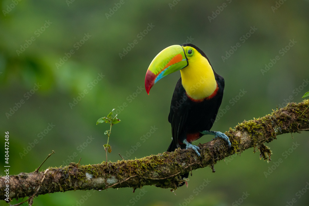 Fototapeta premium Wildlife from Costa Rica, tropical bird. Toucan sitting on the branch in the forest, green vegetation. Nature travel holiday in central America. Keel-billed Toucan, Ramphastos sulfuratus.