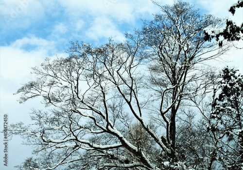真冬の大ケヤキ © yoshimi