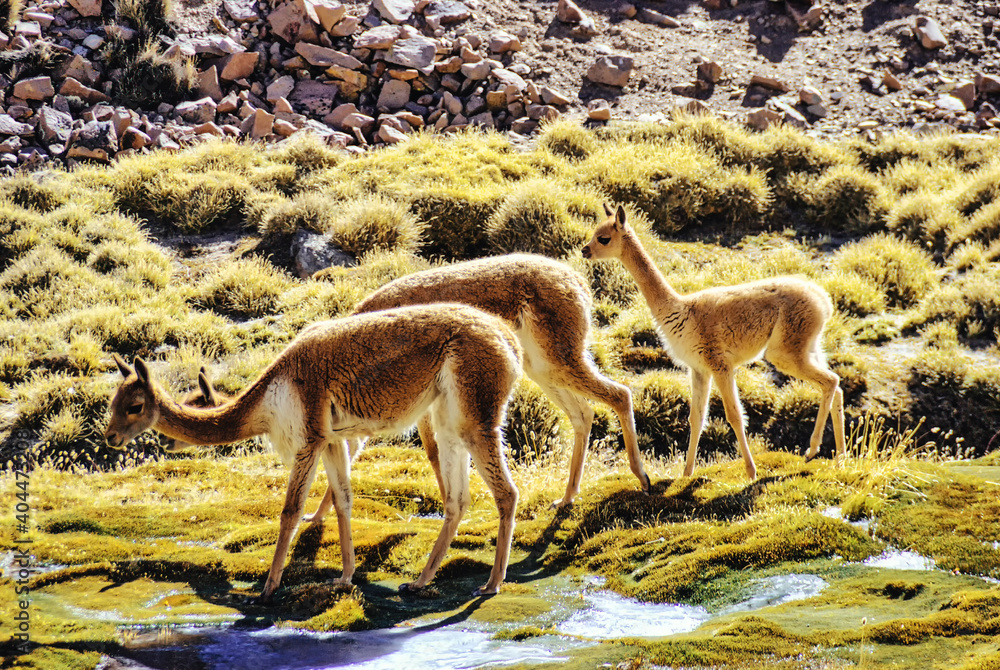 Φωτογραφία The vicuna  is one of the two wild South American camelids which live in the high alpine areas of the Andes