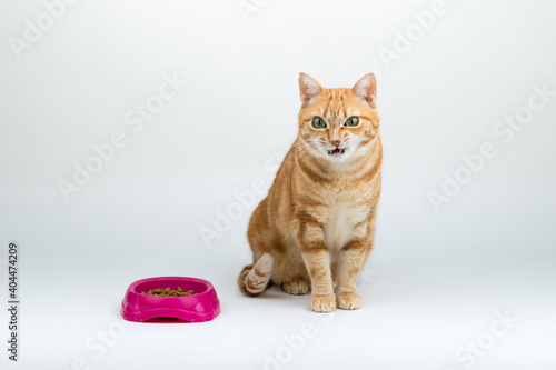 A Beautiful Domestic Orange Striped cat sitting with open mouth and tongue out in strange, weird, funny position with food dish by its side. Animal portrait against white background.