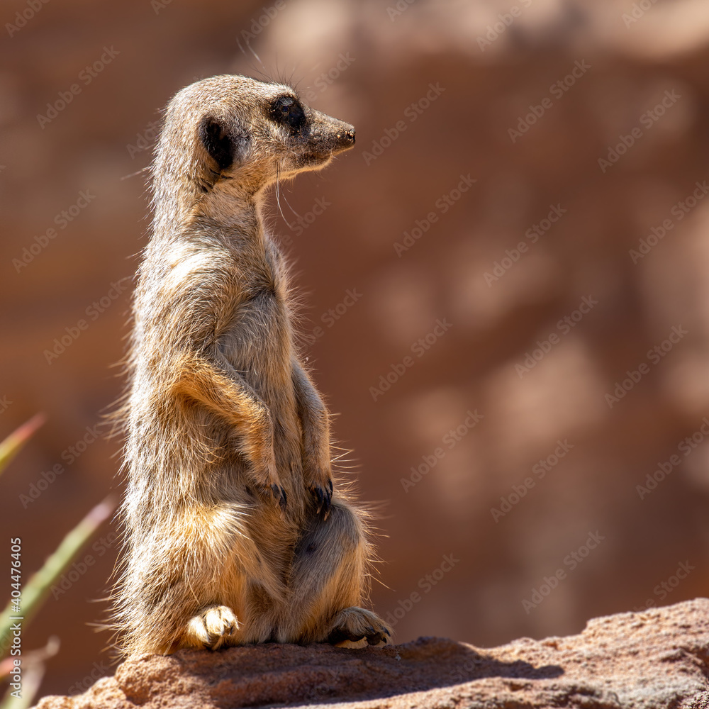 Fototapeta premium Cute big eyed meerkat on the lookout