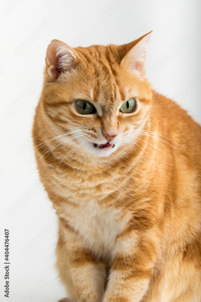 A Beautiful Domestic Orange Striped cat sitting with open mouth and tongue out in strange, weird, funny positions. Animal portrait against white background.