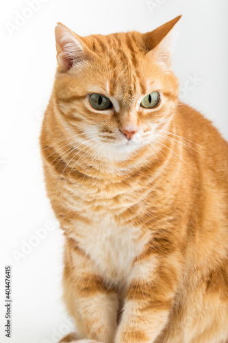 Fototapeta Naklejka Na Ścianę i Meble -  A Beautiful Domestic Orange Striped cat sitting in strange, weird, funny position. Animal portrait against white background.
