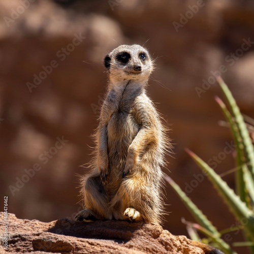 Cute big eyed meerkat on the lookout