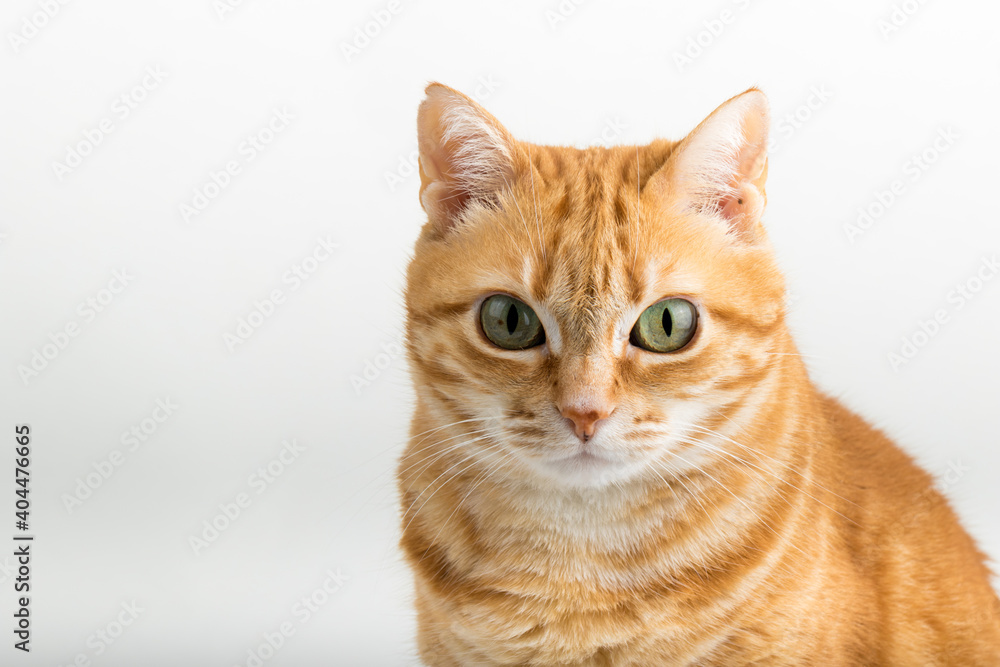 A Beautiful Domestic Orange Striped cat sitting in strange, weird, funny position. Animal portrait against white background. A Beautiful Domestic Orange Striped cat sitting in strange, weird, funny position. Animal portrait against white background.