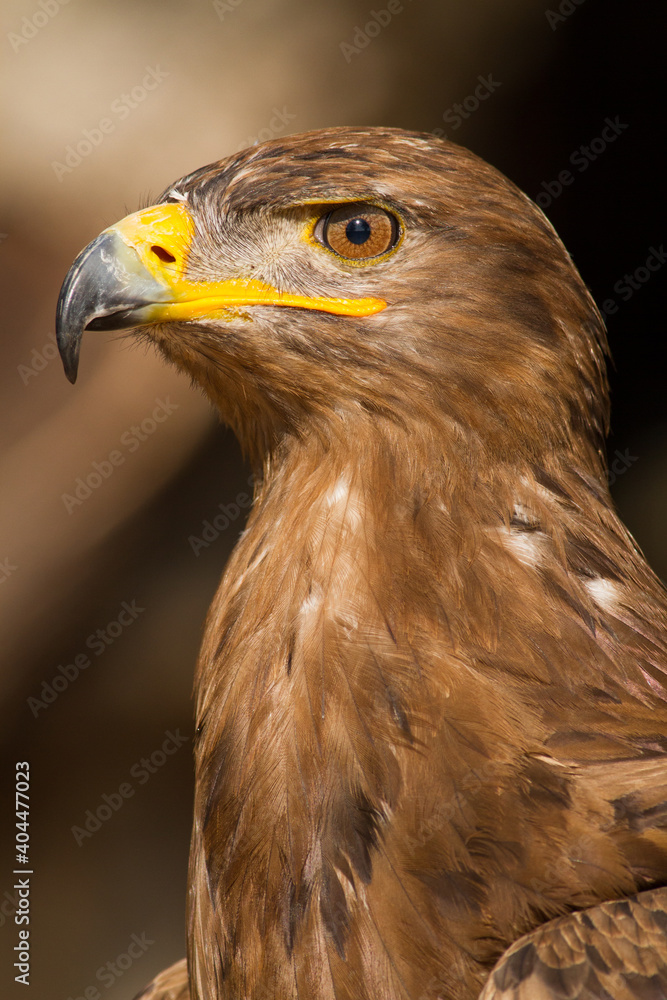 Portrait of a steppe eagle (Close-up of Aquila nipalensis) Portrait of a steppe eagle (Close-up of Aquila nipalensis)