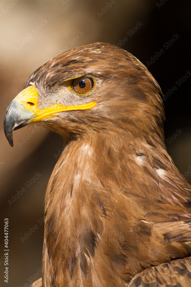 Portrait of a steppe eagle (Close-up of Aquila nipalensis) Portrait of a steppe eagle (Close-up of Aquila nipalensis)