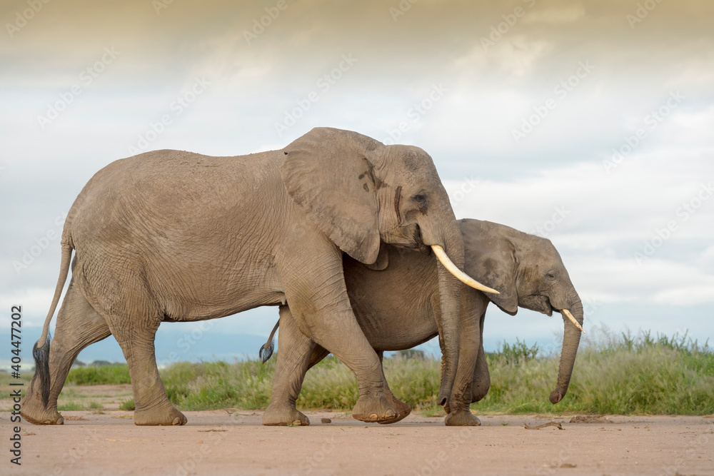 Obraz premium African elephant (Loxodonta africana) mother with juvenile, walking on savanna, Amboseli national park, Kenya.