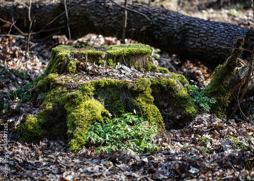 Baumstumpf mit Moos
