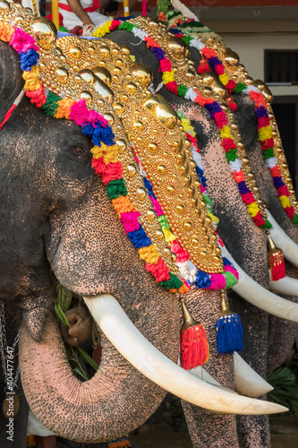 Photography Decorated elephants at temple festival in Siva temple, Ernakulam, Kerala, India