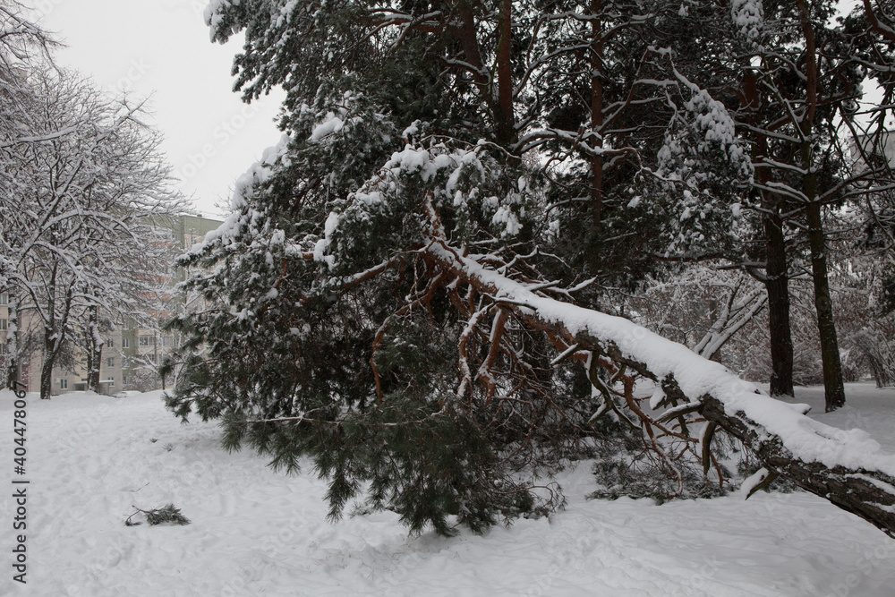 A pine tree fell in the yard under the weight of snow. Heavy snowfalls in Europe.