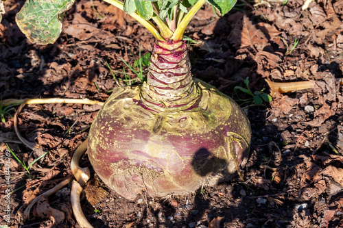 Brassica napus Tweed swede (turnip) an autumn vegetable crop plant whose seeds are planted in spring and has health benefits due to its nutrition and vitamins popular as an organic vegetarian food