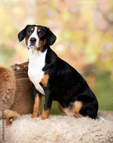 Entlebucher Mountain Dog; portrait of a dog close-up; tvo dogs