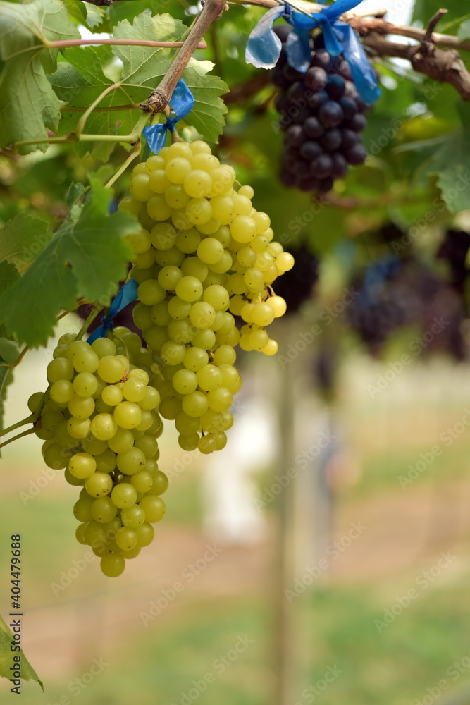 The fresh grapes on the farm are trees and fruit leaves from the vineyard near my house. The fresh grapes on the farm are trees and fruit leaves from the vineyard near my house.