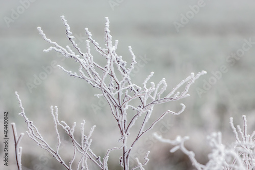 Dead weed covered with hoar frost on a cold winters day in East Grinstead © philipbird123