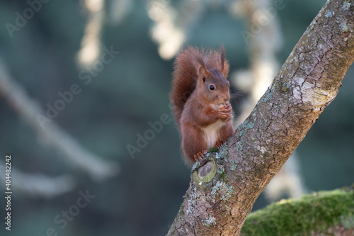 ecureuil cedre noisette © Zim