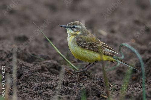 Schafstelze (Motacilla flava) Weibchen photo