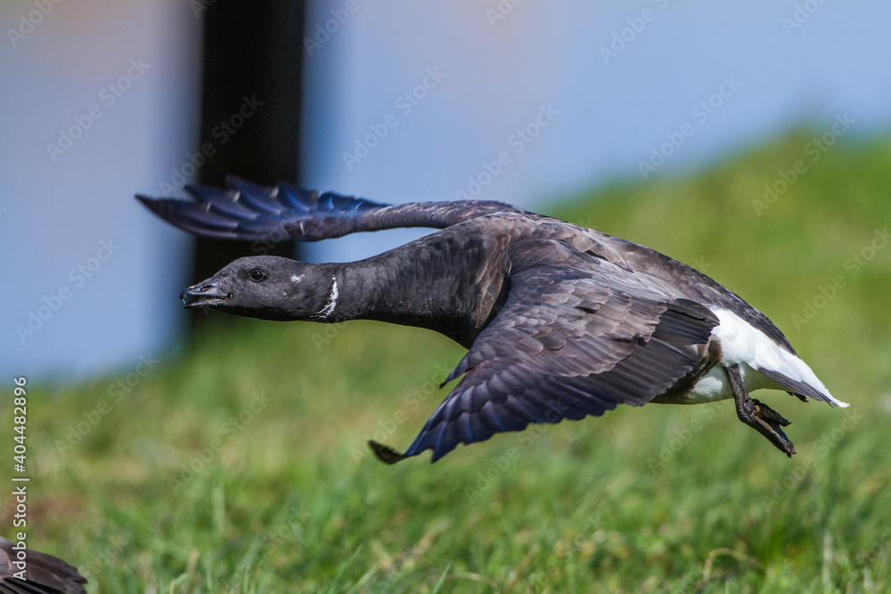 Obraz premium Ringelgans (Branta bernicla)