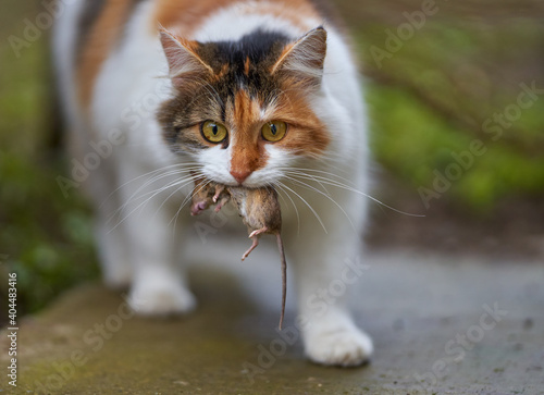 Norwegian forest cat with mouse