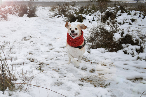 Fototapeta Naklejka Na Ścianę i Meble -  Dog in snow