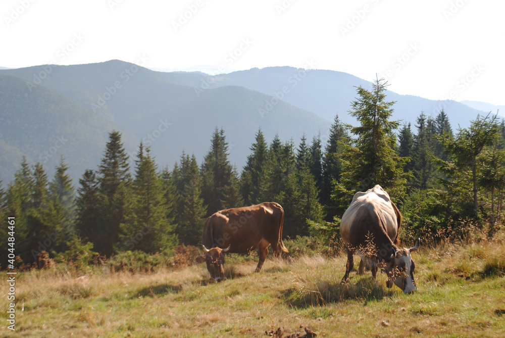 Mountain landscape with cows. Peaceful atmosphere. Cows in the pasture.