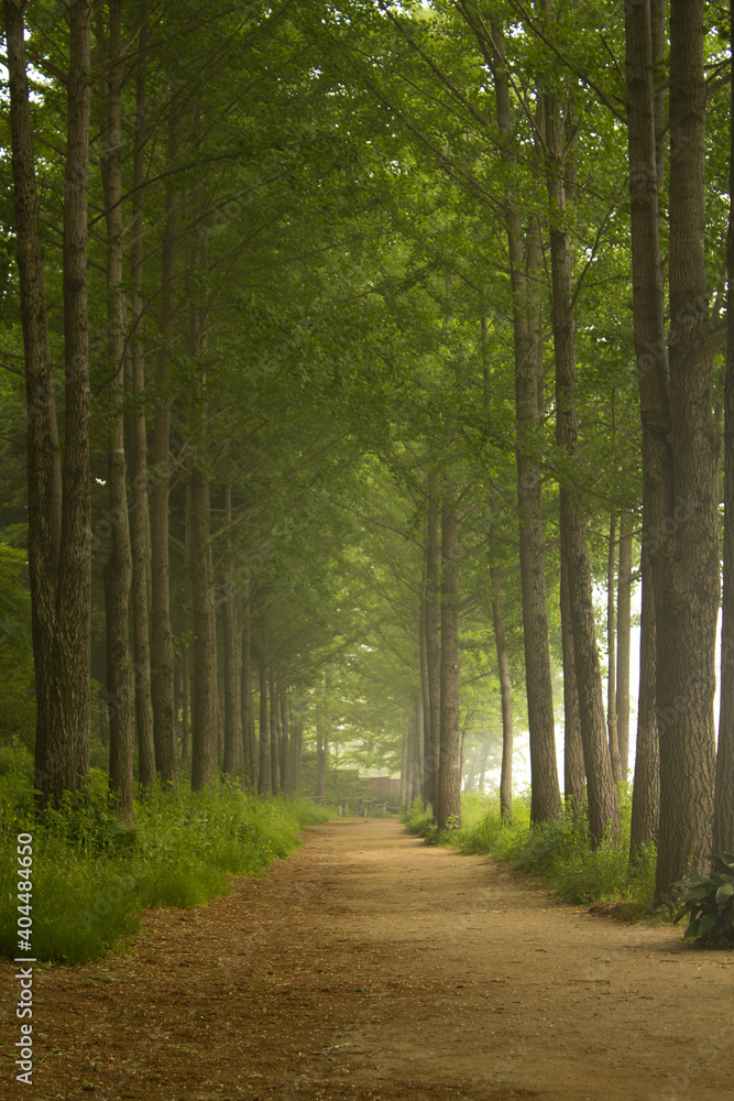 Dirt road with Avenue trees.