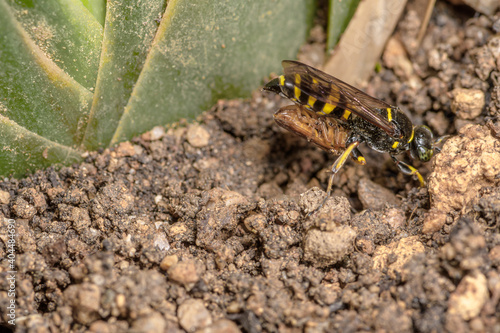 Close-up of the wasp (Bembix rostrata), burying its prey in its lair in the sand. © Pere Roura