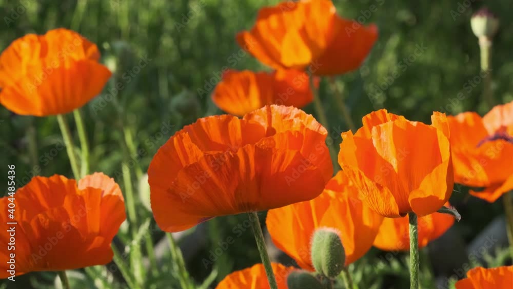 Poppy flowers close-up in green field Poppy flowers close-up in green field