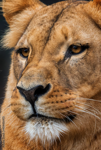 Katanga Lion - Panthera leo bleyenberghi, iconic animal from African savannas, Kalahari, Botswana.