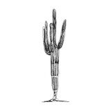 Cactus saguaro plant. Vector vintage hatching gray illustration.
