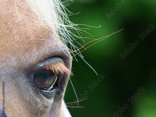 Horse Abstract © Nigel Baker
