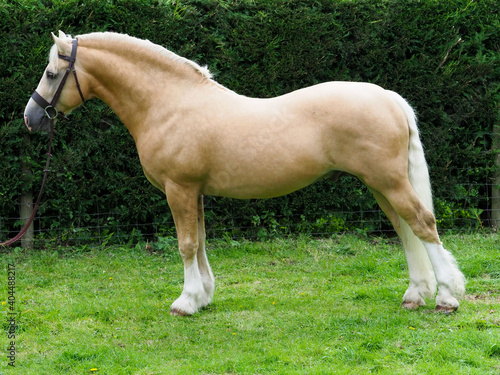 Welsh Stallion