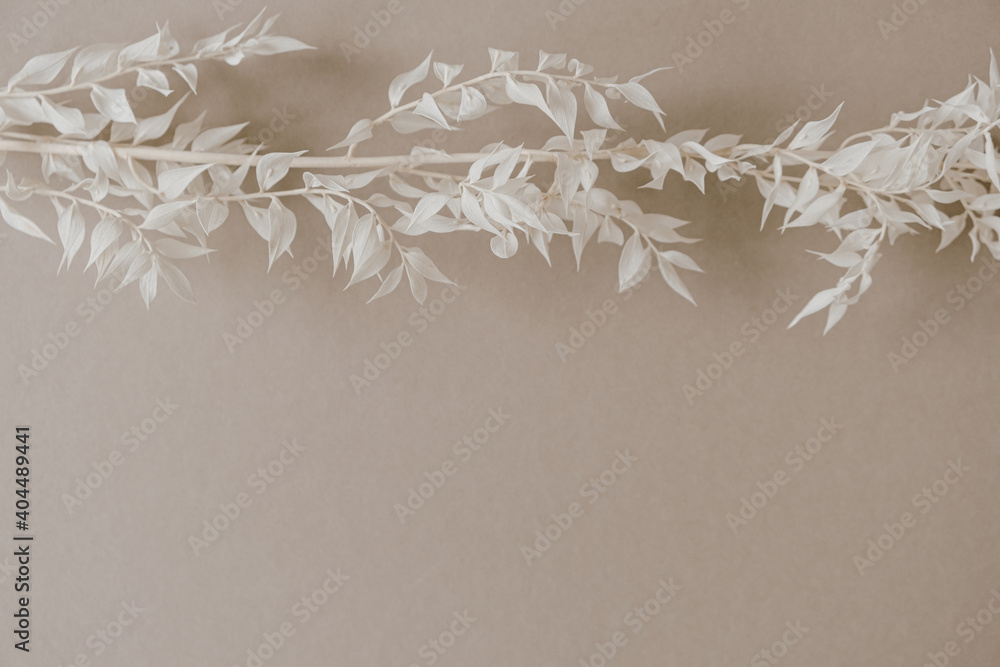 White grass branch on neutral pastel beige background. Minimalist beauty parisian vibe concept. White grass branch on neutral pastel beige background. Minimalist beauty parisian vibe concept.