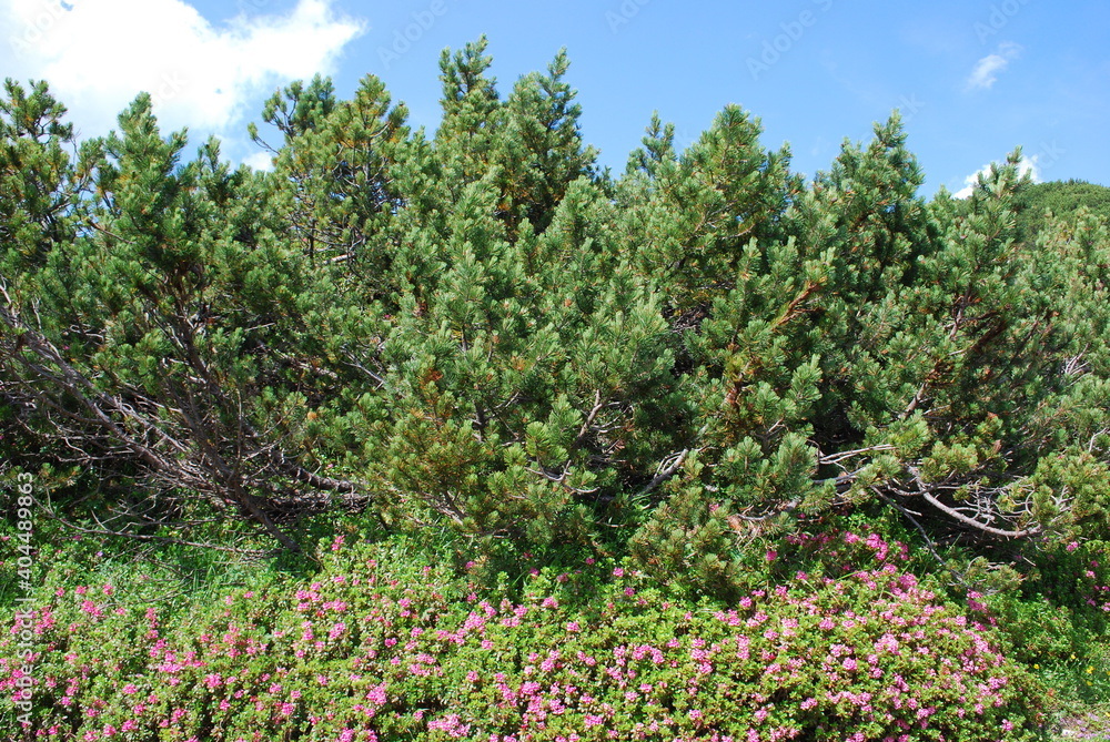 Fototapeta premium dwarf mountain pine in high elevation habits