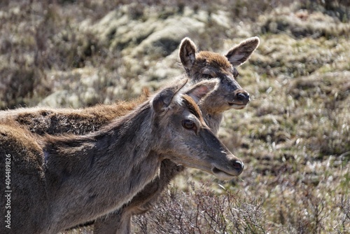 Side View Of Deers On Land Fototapet