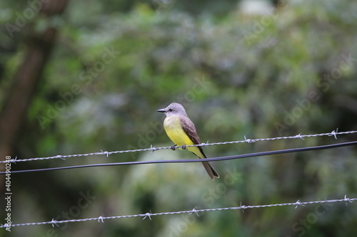 yellow wagtail on a branch