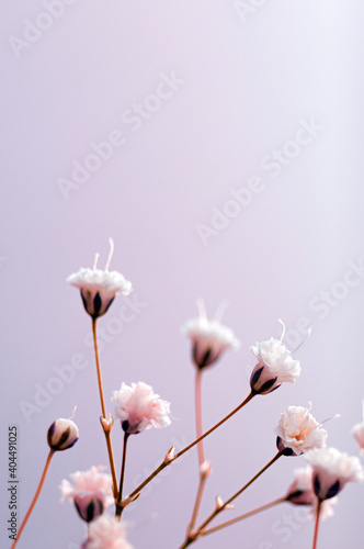  Created with small white flowers, macro photo, gypsophila, close-up, artistic design and colors. © Hatice