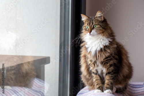 Long haired Norwegian Fores...