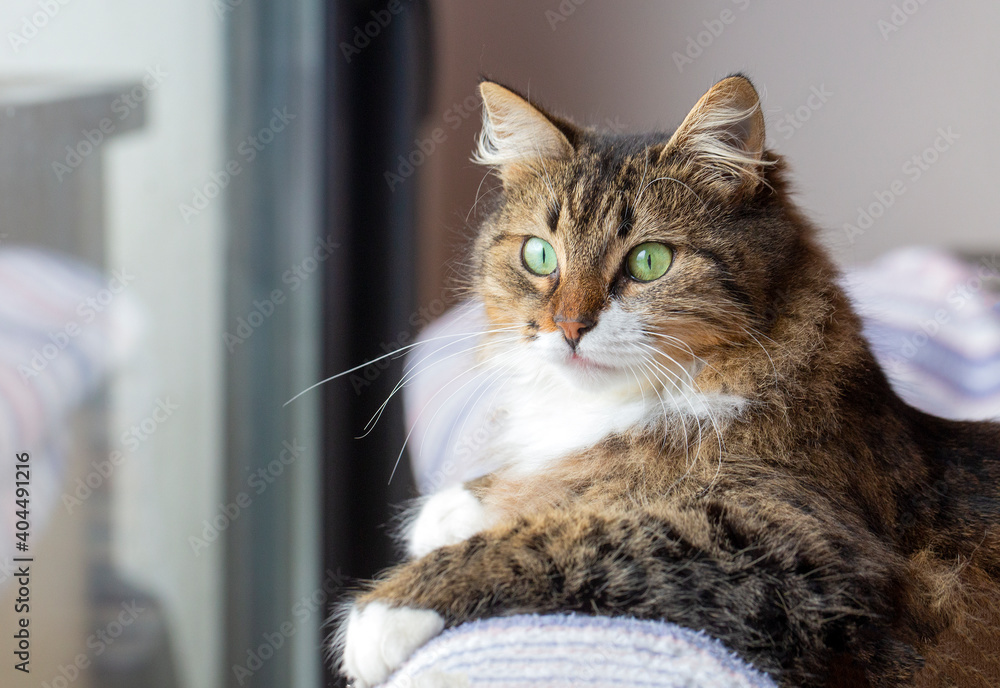 Photography Long haired Norwegian Forest cat