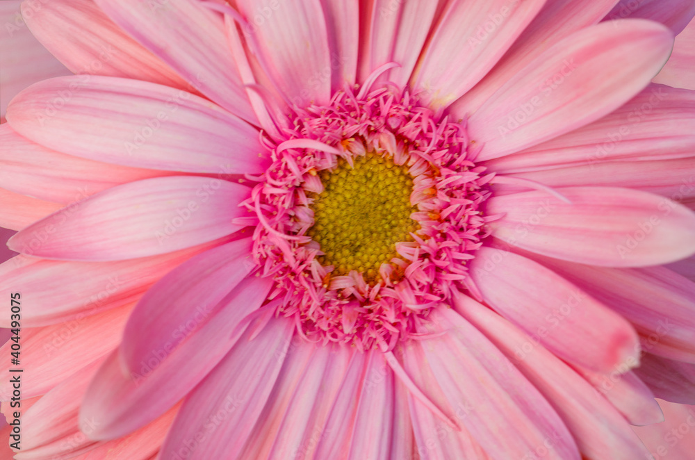 Pink gerbera flowers on a blurred pink background Pink gerbera flowers on a blurred pink background
