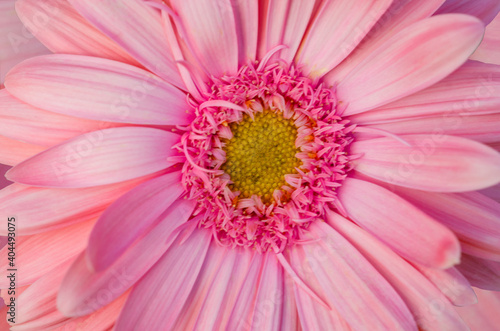 Pink gerbera flowers on a blurred pink background