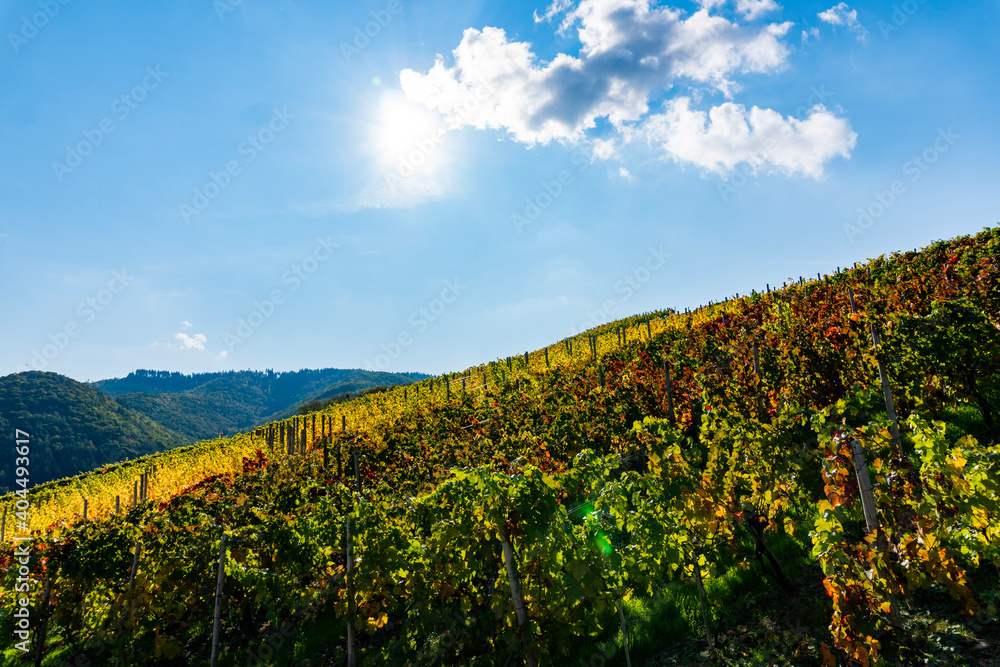 Vineyard in Ahrweiler