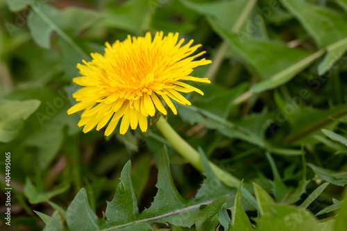 Yellow dandelion, taraxacum officinale, flower on spring meadow. Dandelion blossom in green grass on the field. Yellow summer flowers. Spring time concept with blooming dandelion