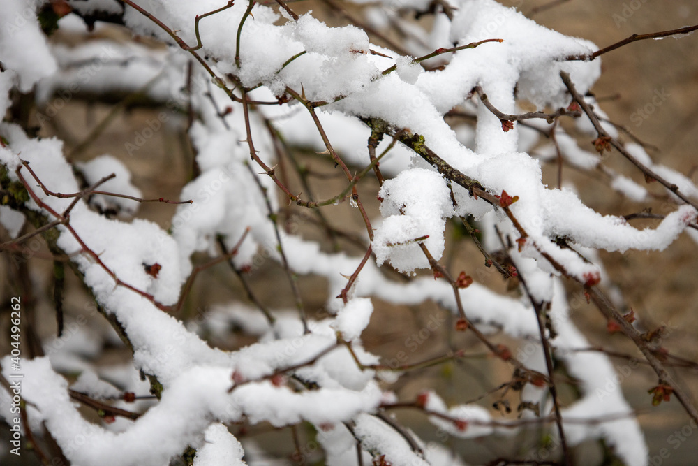 Winterliche Äste mit Eiszapfen oder Schnee Winterliche Äste mit Eiszapfen oder Schnee