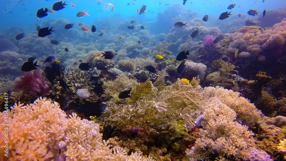 Tropical fish at a coral reef, Philippines Tropical fish at a coral reef, Philippines