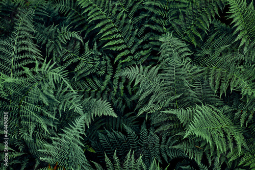 Fern leaves background. Close up of dark green fern leaves growing in forest. Shot from above