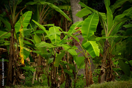 View of banana trees in a plantation, Pollachi, Tamil Nadu, India