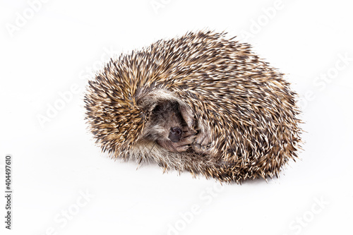 A wild hedgehog is sleeping on a white background
