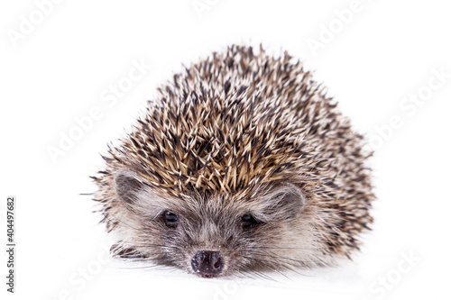 Hedgehog baby on the white background