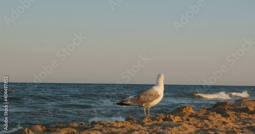Big ocean sea gull, sick sad animal limps while walking on a sand beach, horizon shot with blue waves in the background. Bird with gray and white feathers in a sunny golden hour summer day, sunset sky